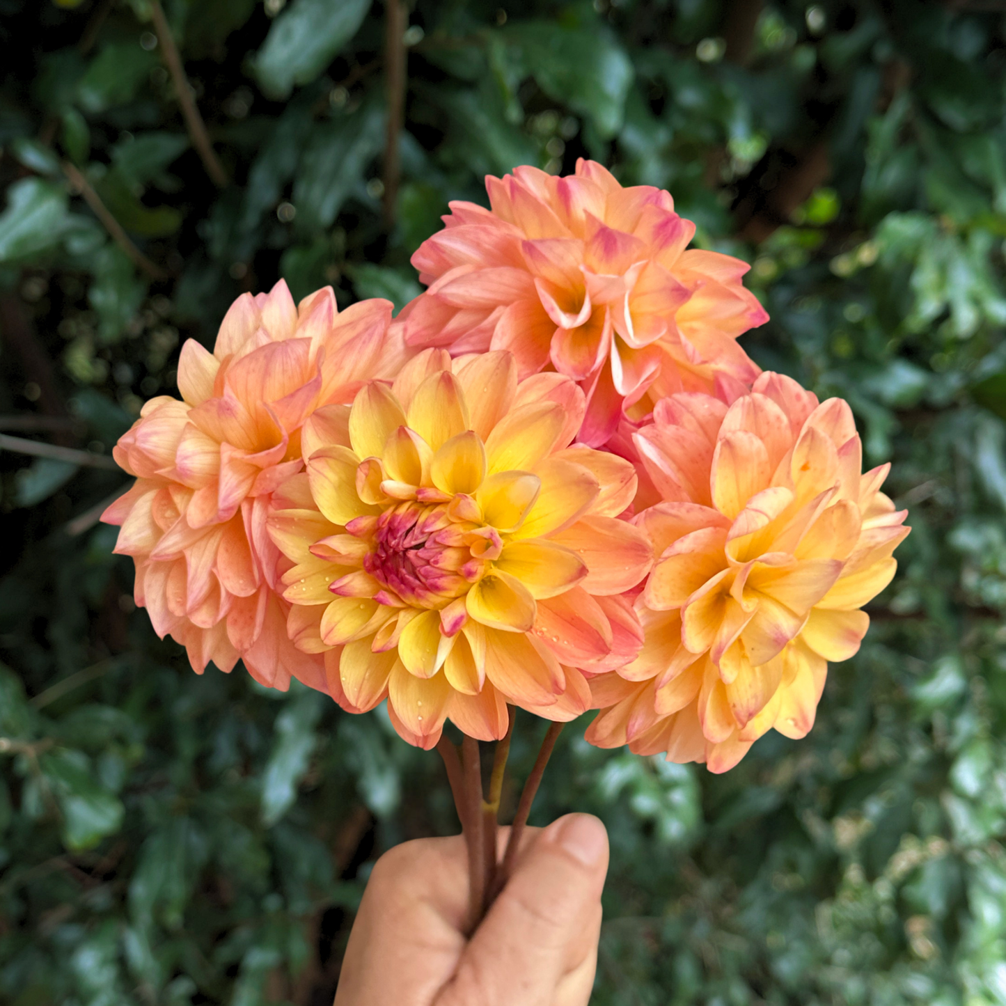 Double Jill Dahlia Tuber | South Africa - Love Dahlias - south - africa - flower - bulbs
