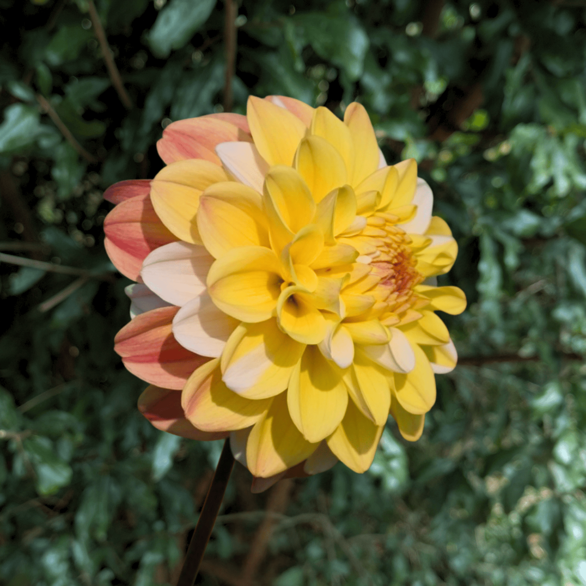 Double Jill Dahlia Tuber | South Africa - Love Dahlias - south - africa - flower - bulbs