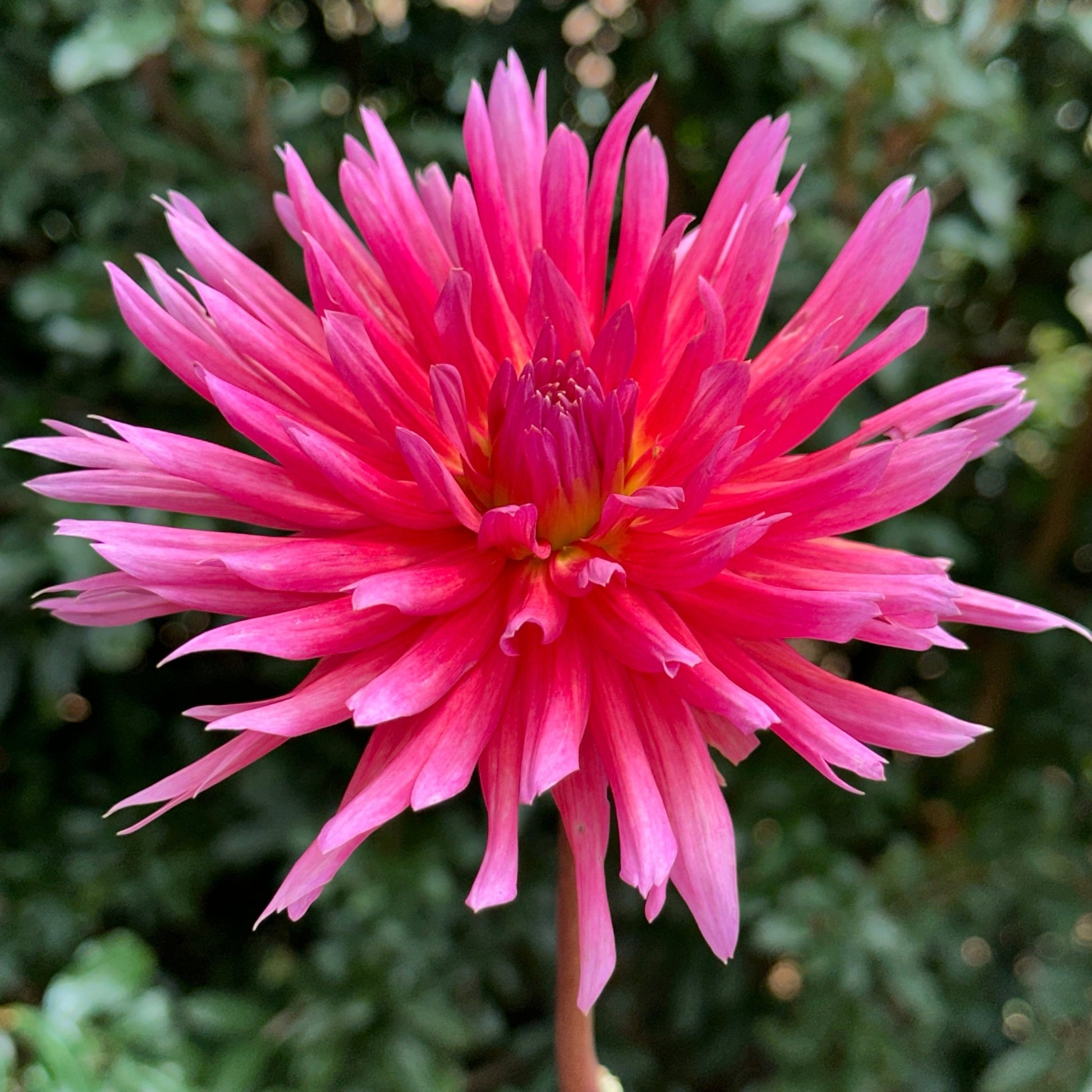 Douglas Camille Dahlia Tuber - Love Dahlias - south - africa - flower - bulbs