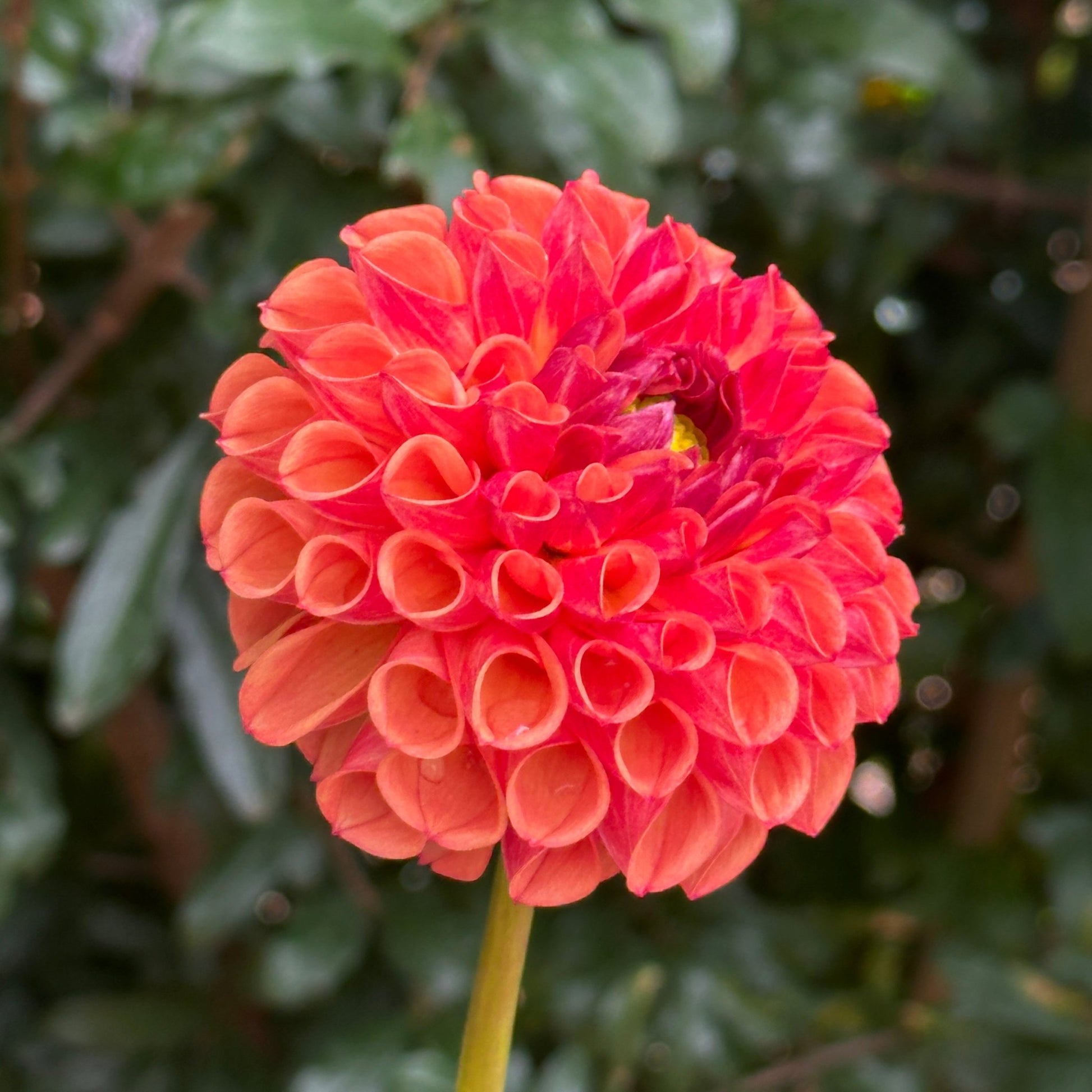 Douglas Cisco Dahlia Tuber (Limit 1 p.p) - Love Dahlias - south - africa - flower - bulbs