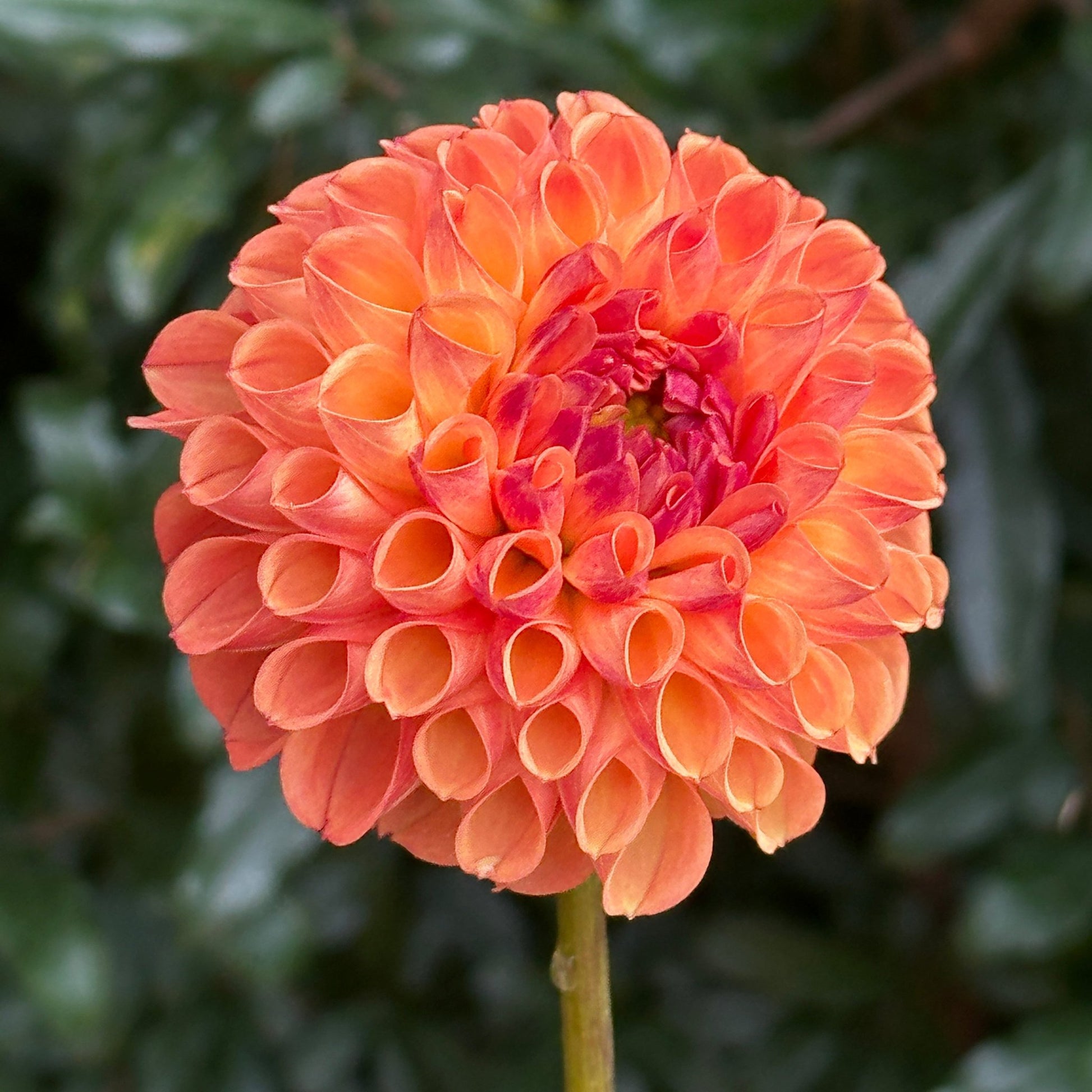 Douglas Cisco Dahlia Tuber (Limit 1 p.p) - Love Dahlias - south - africa - flower - bulbs