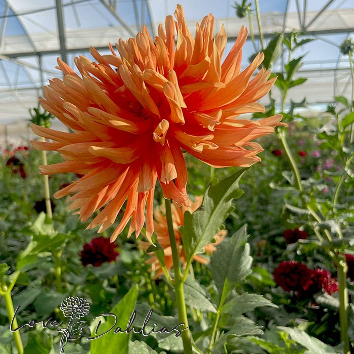Douglas Fanta O Dahlia Tuber - Love Dahlias - south - africa - flower - bulbs