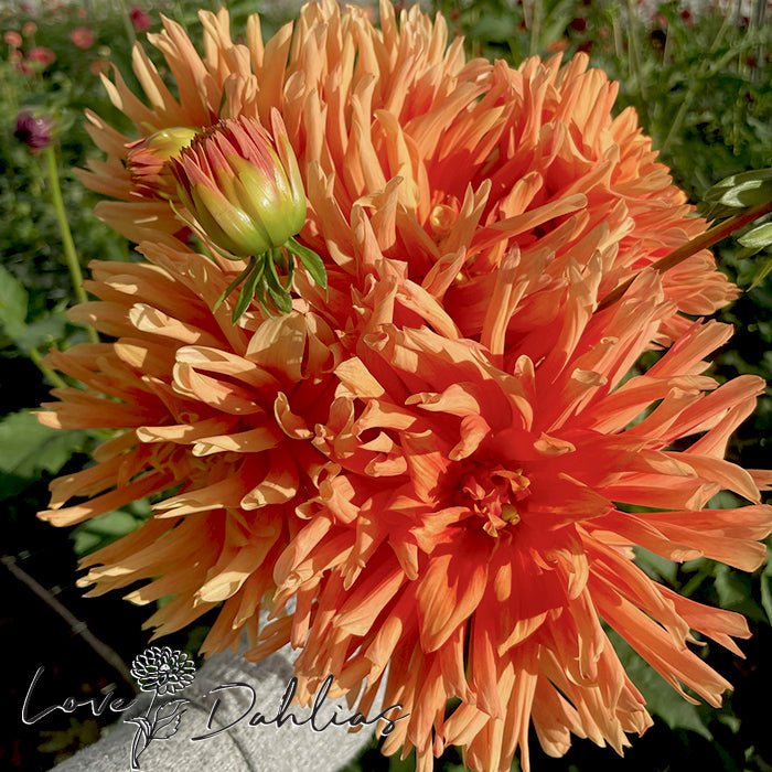 Douglas Fanta O Dahlia Tuber - Love Dahlias - south - africa - flower - bulbs