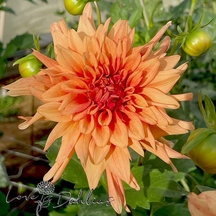 Douglas Fanta O Dahlia Tuber - Love Dahlias - south - africa - flower - bulbs