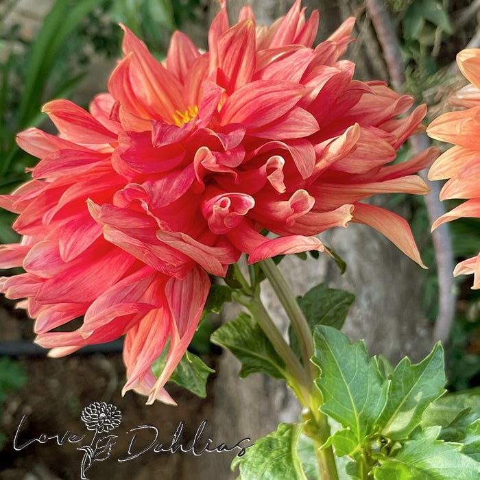 Douglas Orange Sunset Dahlia Tuber - Love Dahlias - south - africa - flower - bulbs