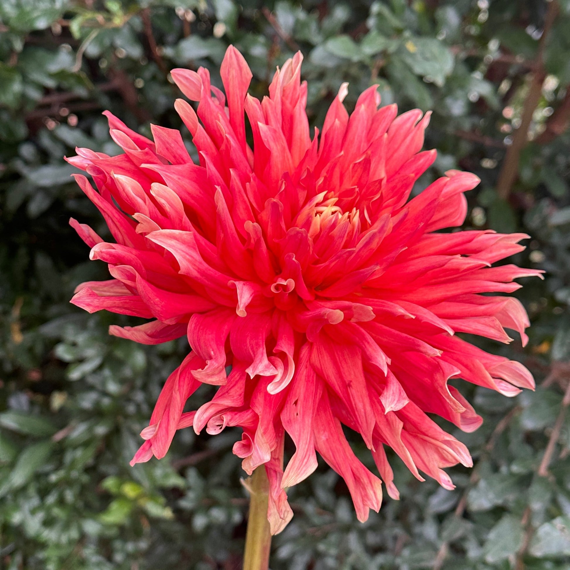 Douglas Orange Sunset Dahlia Tuber - Love Dahlias - south - africa - flower - bulbs