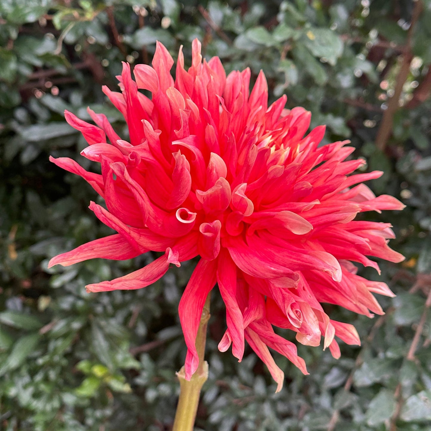 Douglas Orange Sunset Dahlia Tuber - Love Dahlias - south - africa - flower - bulbs