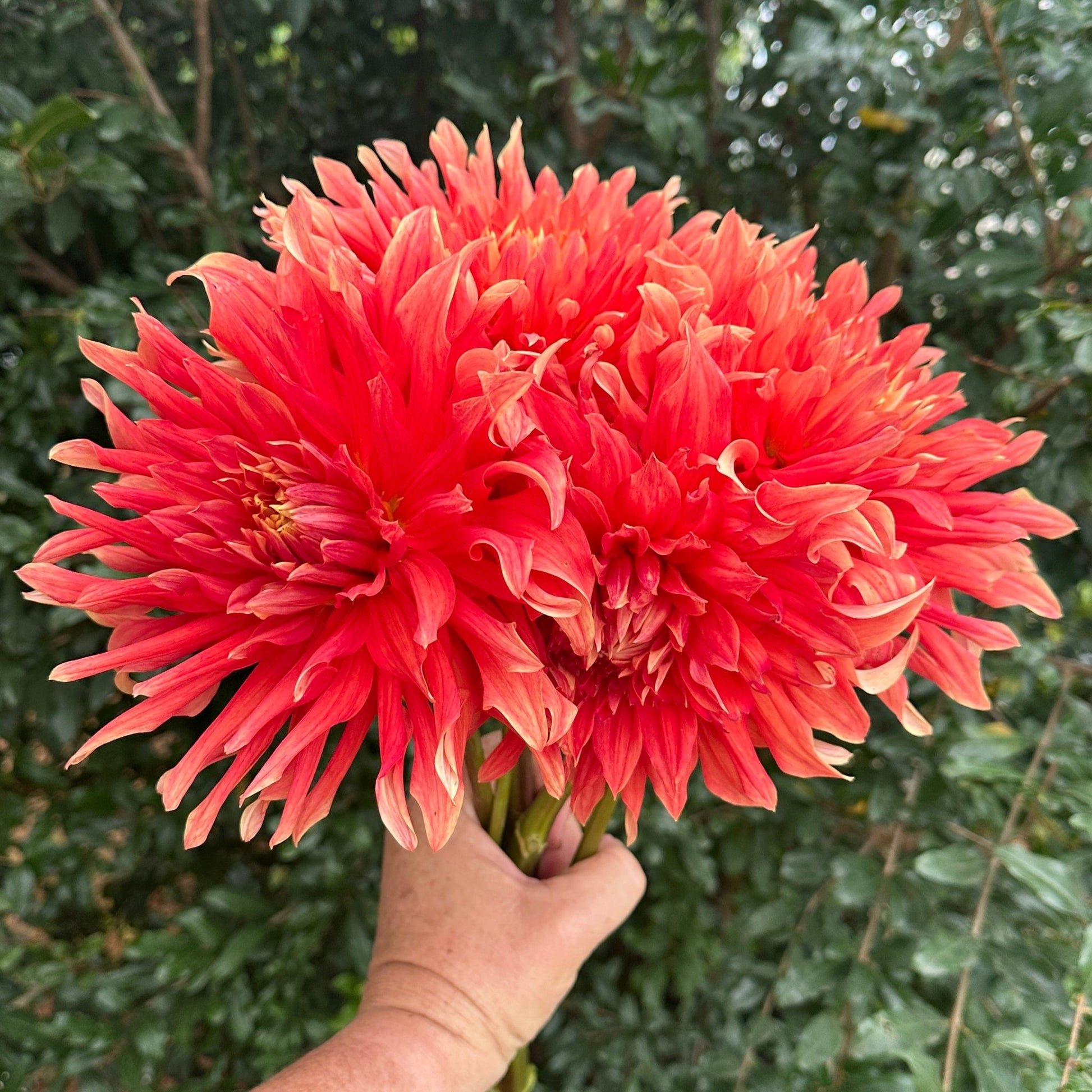 Douglas Orange Sunset Dahlia Tuber - Love Dahlias - south - africa - flower - bulbs