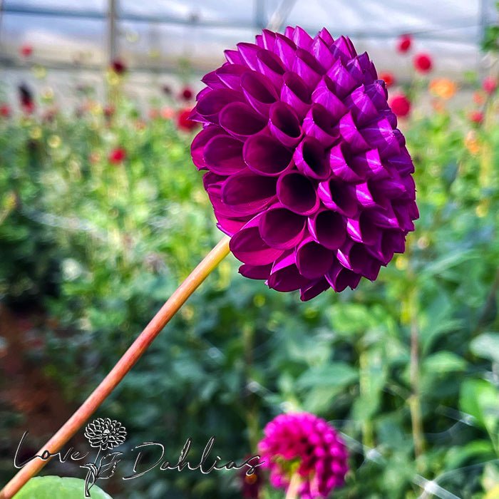 Downham Royal Dahlia Tuber - Love Dahlias - south - africa - flower - bulbs