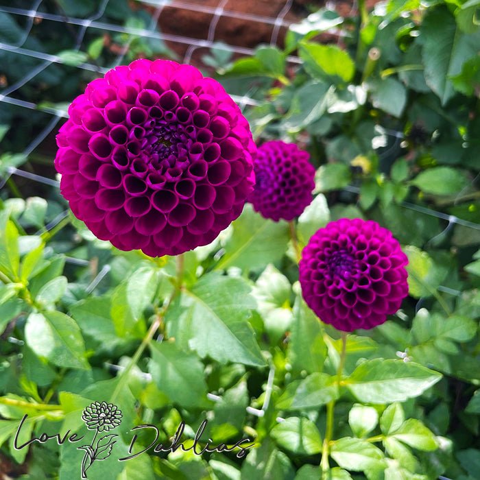Downham Royal Dahlia Tuber - Love Dahlias - south - africa - flower - bulbs
