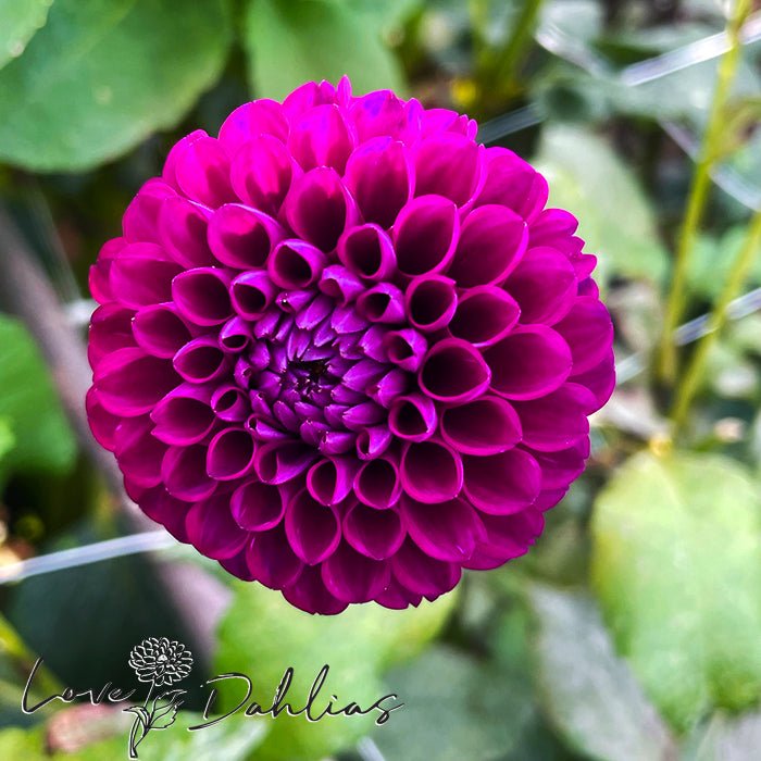 Downham Royal Dahlia Tuber - Love Dahlias - south - africa - flower - bulbs