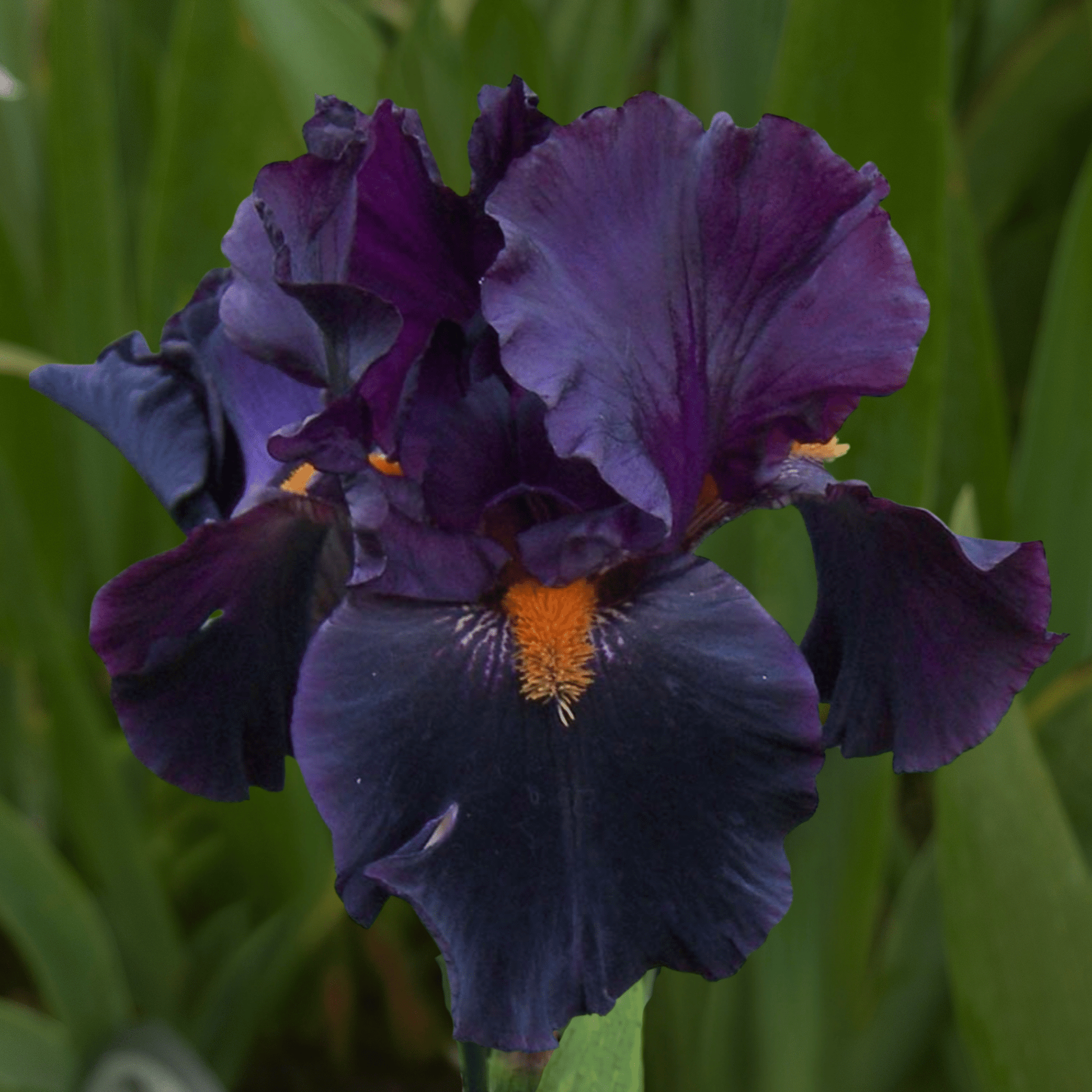 Dracula's Kiss Bearded Iris (Coming in 2028) - Love Dahlias-south-africa-flower-bulbs