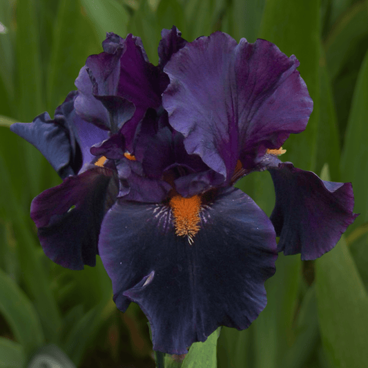 Dracula's Kiss Bearded Iris (Coming in 2028) - Love Dahlias-south-africa-flower-bulbs
