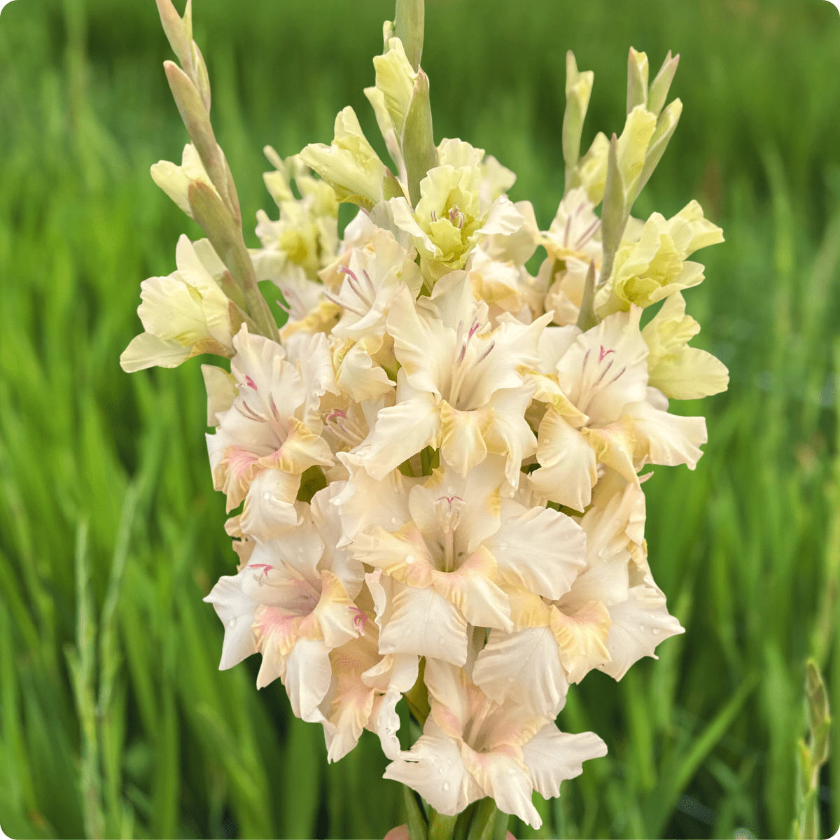 Dreamy Creamy Gladiolus (Pack of 10) Sword Lily - Love Dahlias - south - africa - flower - bulbs