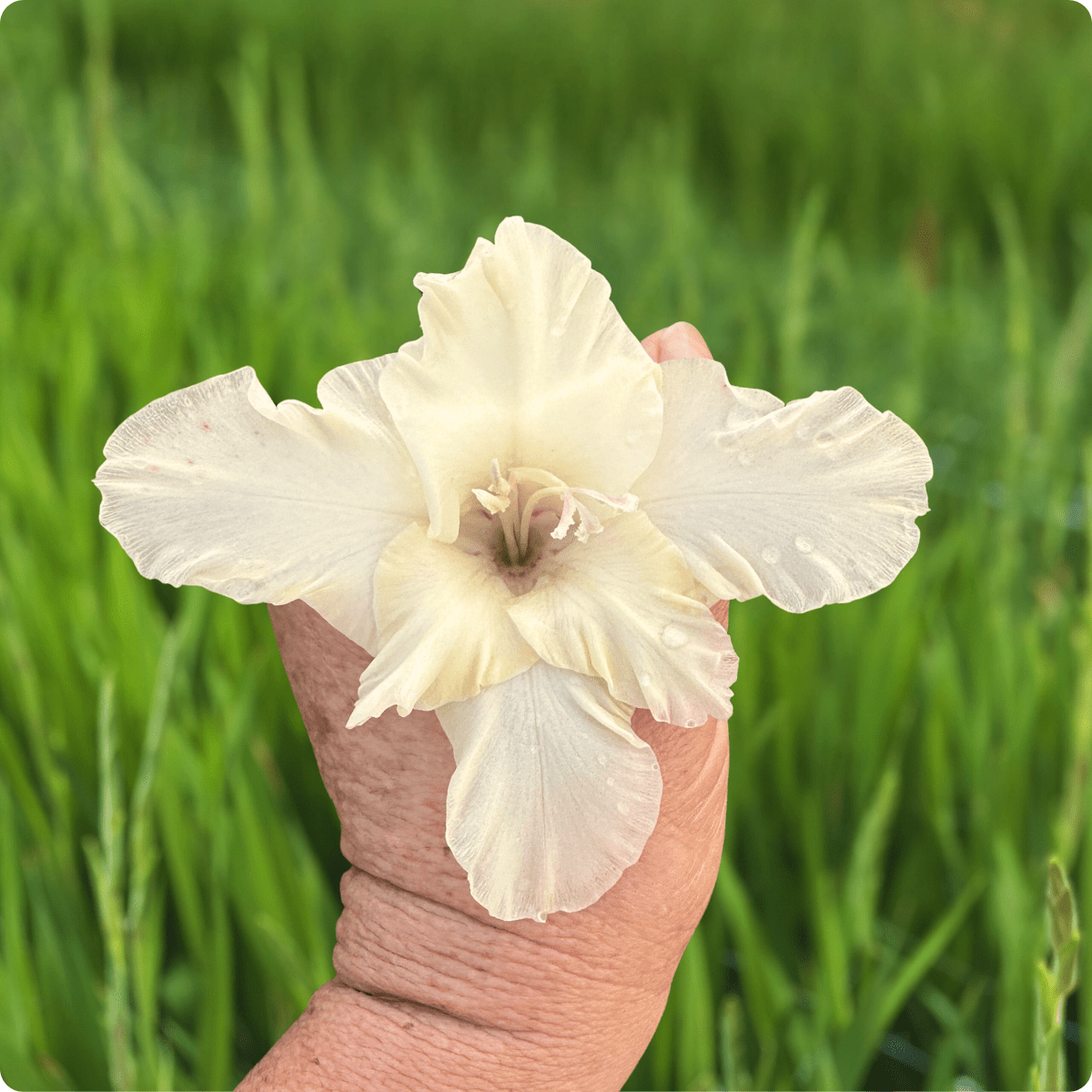 Dreamy Creamy Gladiolus (Pack of 10) Sword Lily - Love Dahlias - south - africa - flower - bulbs