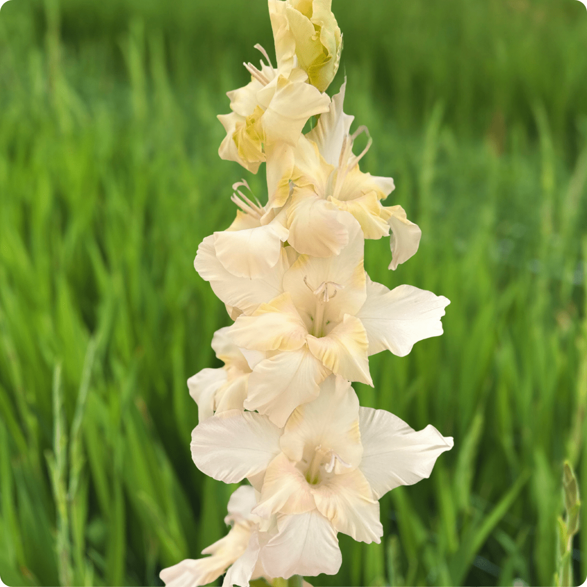 Dreamy Creamy Gladiolus (Pack of 10) Sword Lily - Love Dahlias - south - africa - flower - bulbs