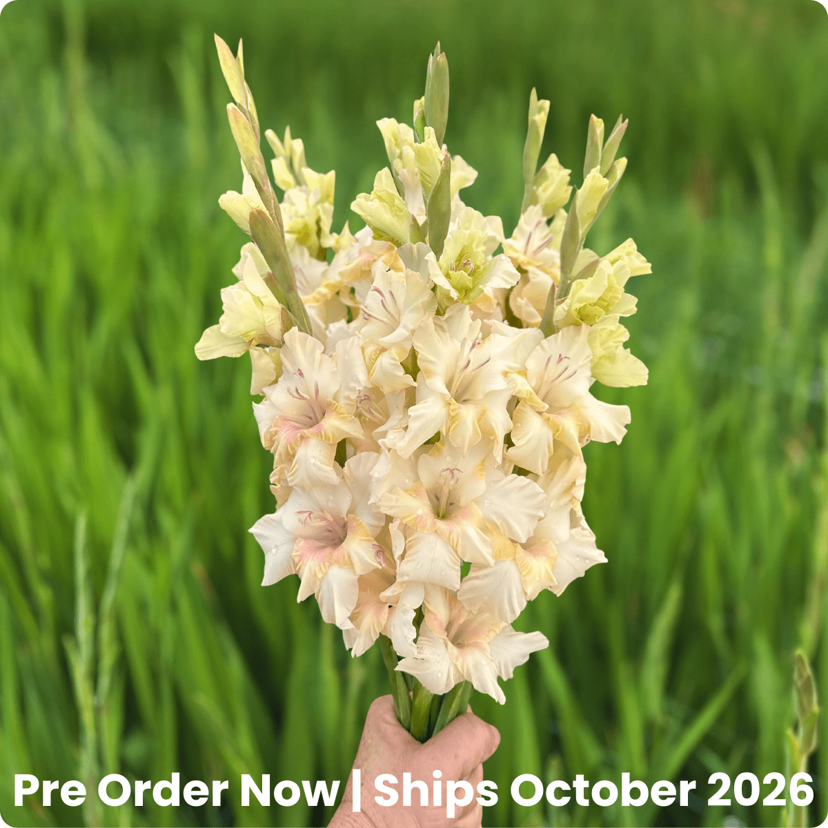 Dreamy Creamy Gladiolus (Pack of 10) Sword Lily - Love Dahlias - south - africa - flower - bulbs