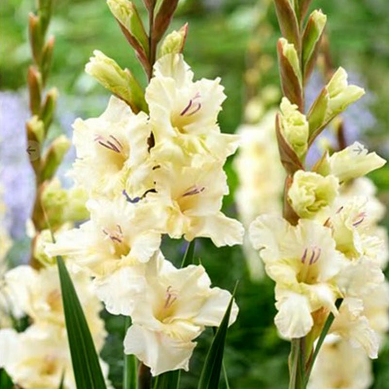 Dreamy Creamy Gladiolus (Pack of 12) Sword Lily - Love Dahlias - south - africa - flower - bulbs