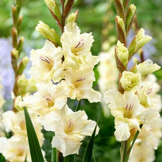 Dreamy Creamy Gladiolus (Pack of 12) Sword Lily - Love Dahlias - south - africa - flower - bulbs