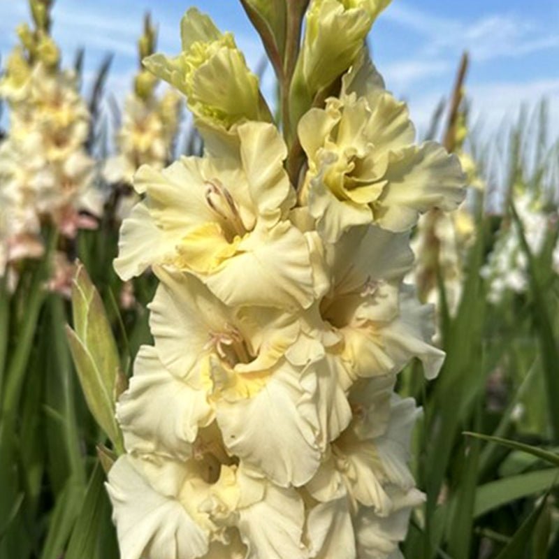 Dreamy Creamy Gladiolus (Pack of 12) Sword Lily - Love Dahlias - south - africa - flower - bulbs