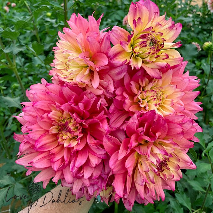 Dumpster Dahlia Tuber - Love Dahlias - south - africa - flower - bulbs