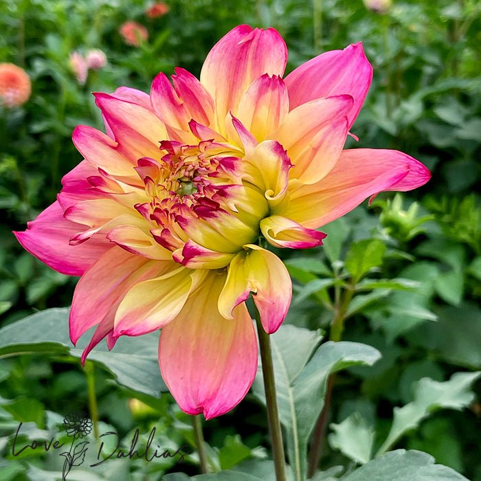 Dumpster Dahlia Tuber - Love Dahlias - south - africa - flower - bulbs