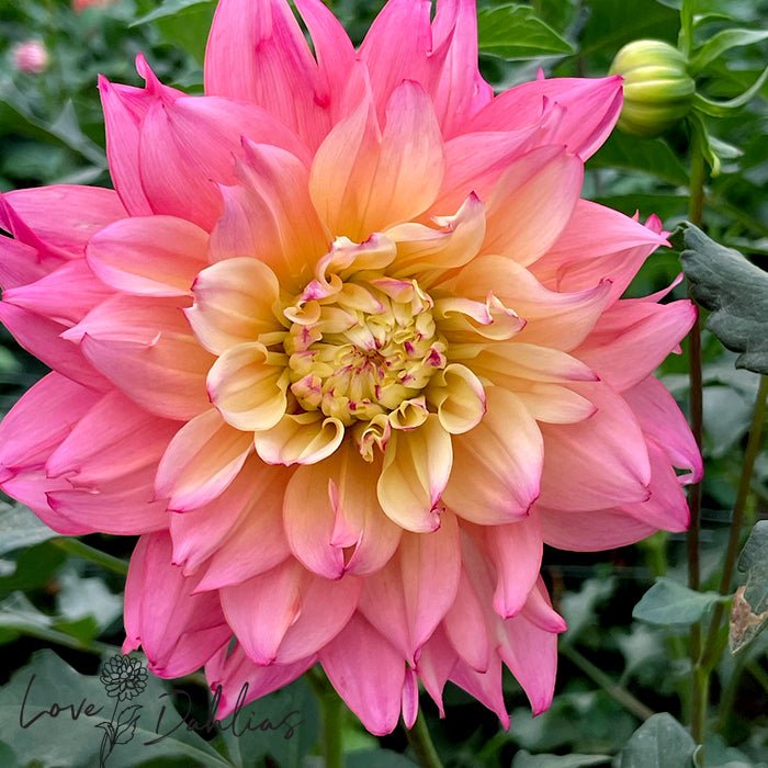 Dumpster Dahlia Tuber - Love Dahlias - south - africa - flower - bulbs