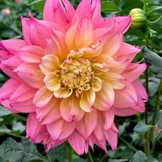 Dumpster Dahlia Tuber - Love Dahlias - south - africa - flower - bulbs