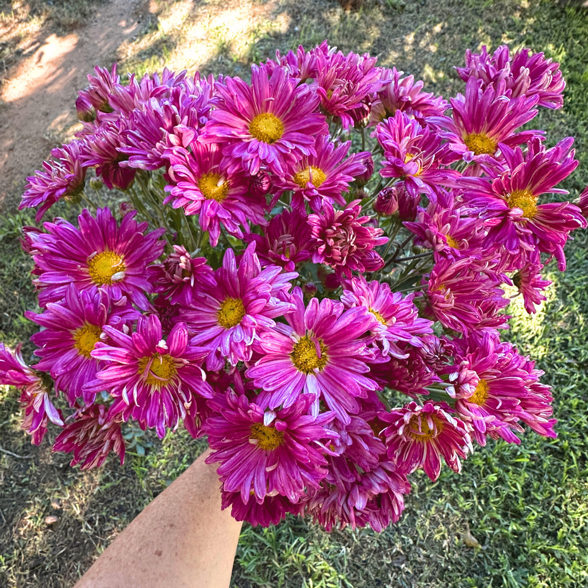 Early Purper Heirloom Heirloom Chrysanthemum | South Africa - Love Dahlias - south - africa - flower - bulbs