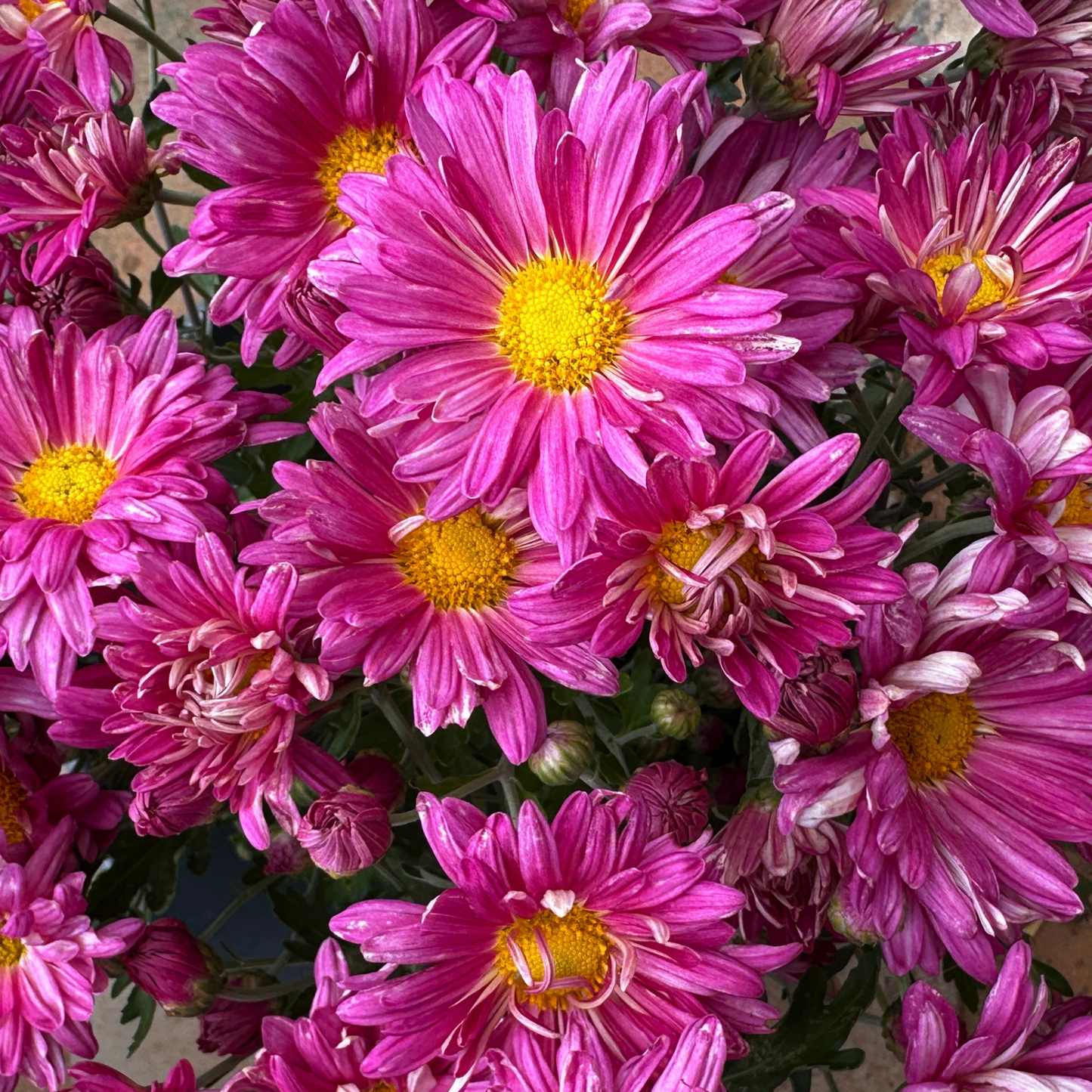 Early Purper Heirloom Heirloom Chrysanthemum | South Africa - Love Dahlias - south - africa - flower - bulbs