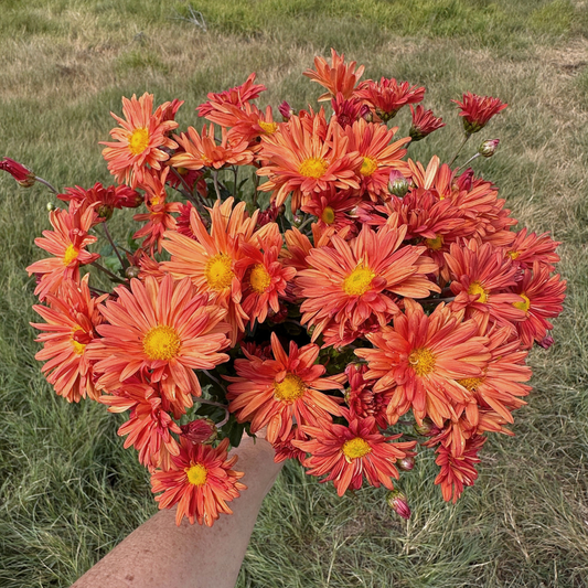 Early Russet Heirloom Heirloom Chrysanthemum | South Africa - Love Dahlias - south - africa - flower - bulbs