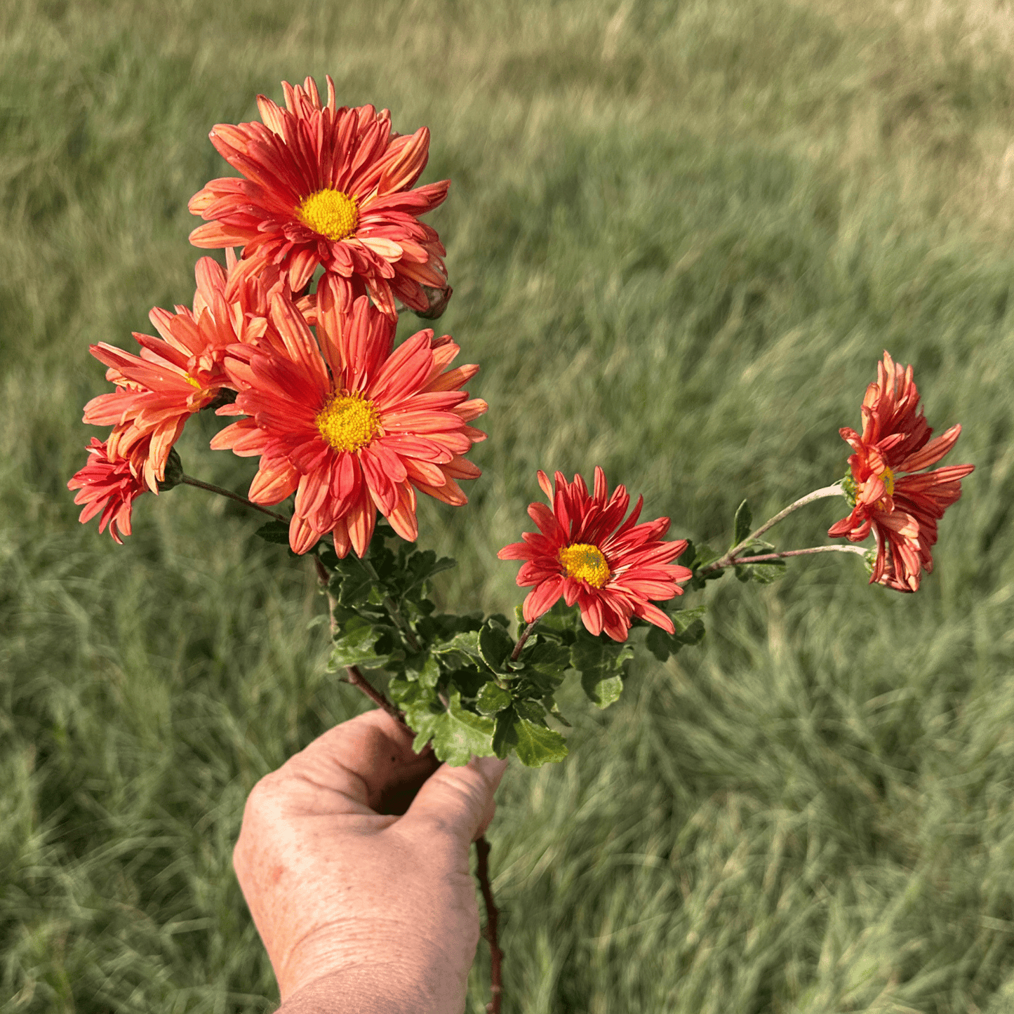 Early Russet Heirloom Heirloom Chrysanthemum | South Africa - Love Dahlias - south - africa - flower - bulbs