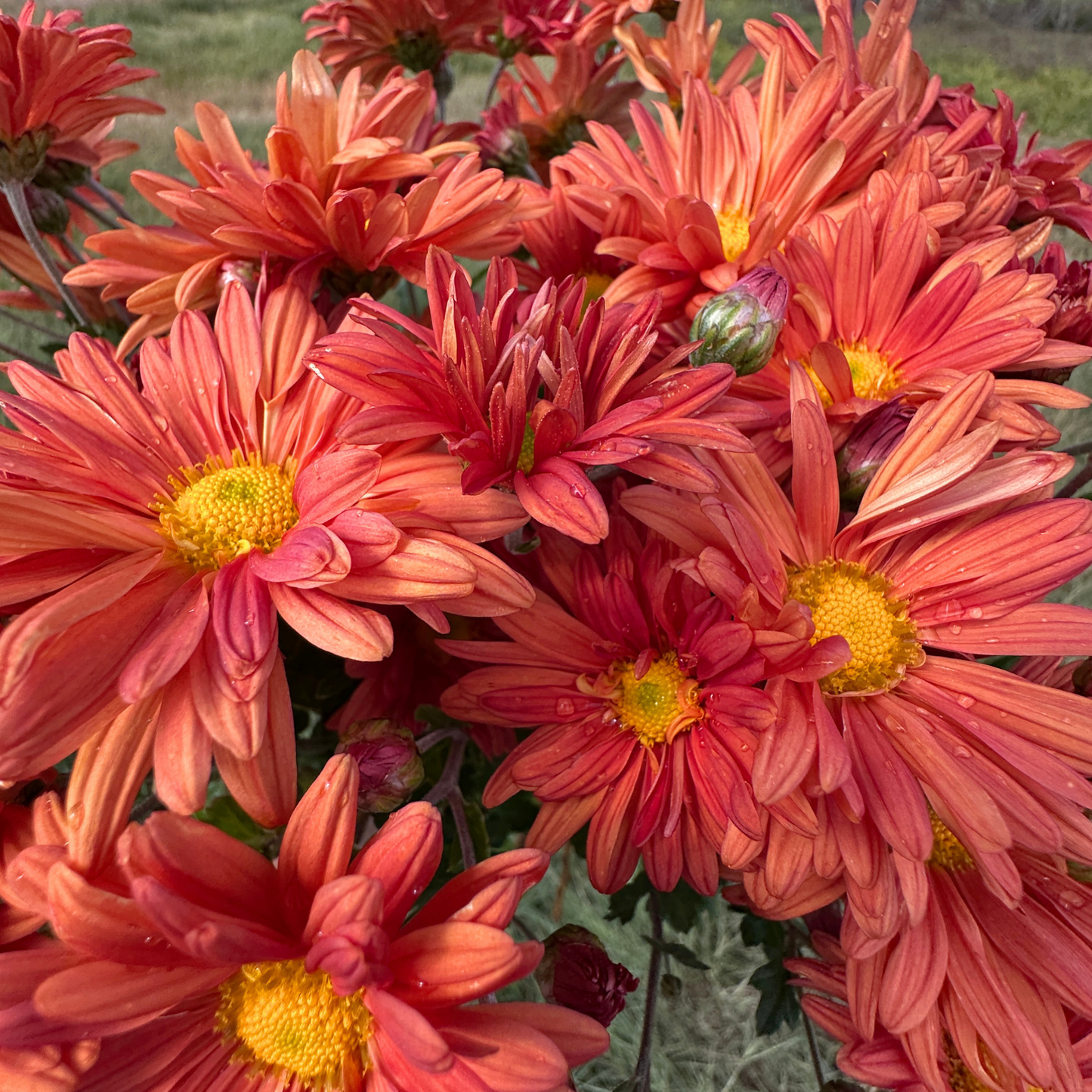 Early Russet Heirloom Heirloom Chrysanthemum | South Africa - Love Dahlias - south - africa - flower - bulbs