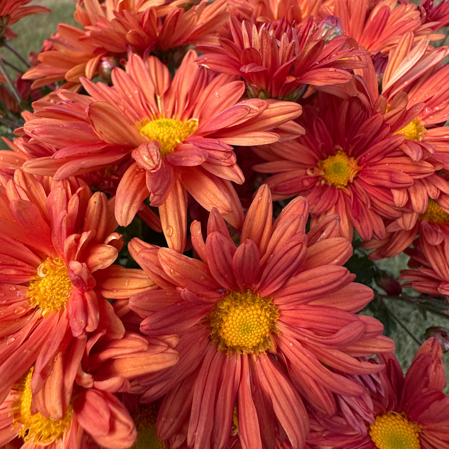 Early Russet Heirloom Heirloom Chrysanthemum | South Africa - Love Dahlias - south - africa - flower - bulbs