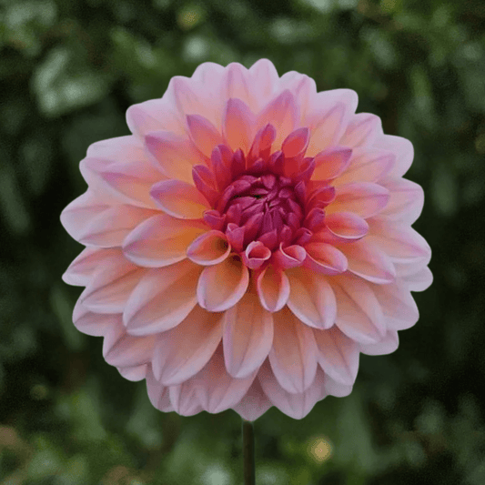 Echo Jose Dahlia Tuber | South Africa - Love Dahlias-#south#-#africa#-#flower#-#bulbs#