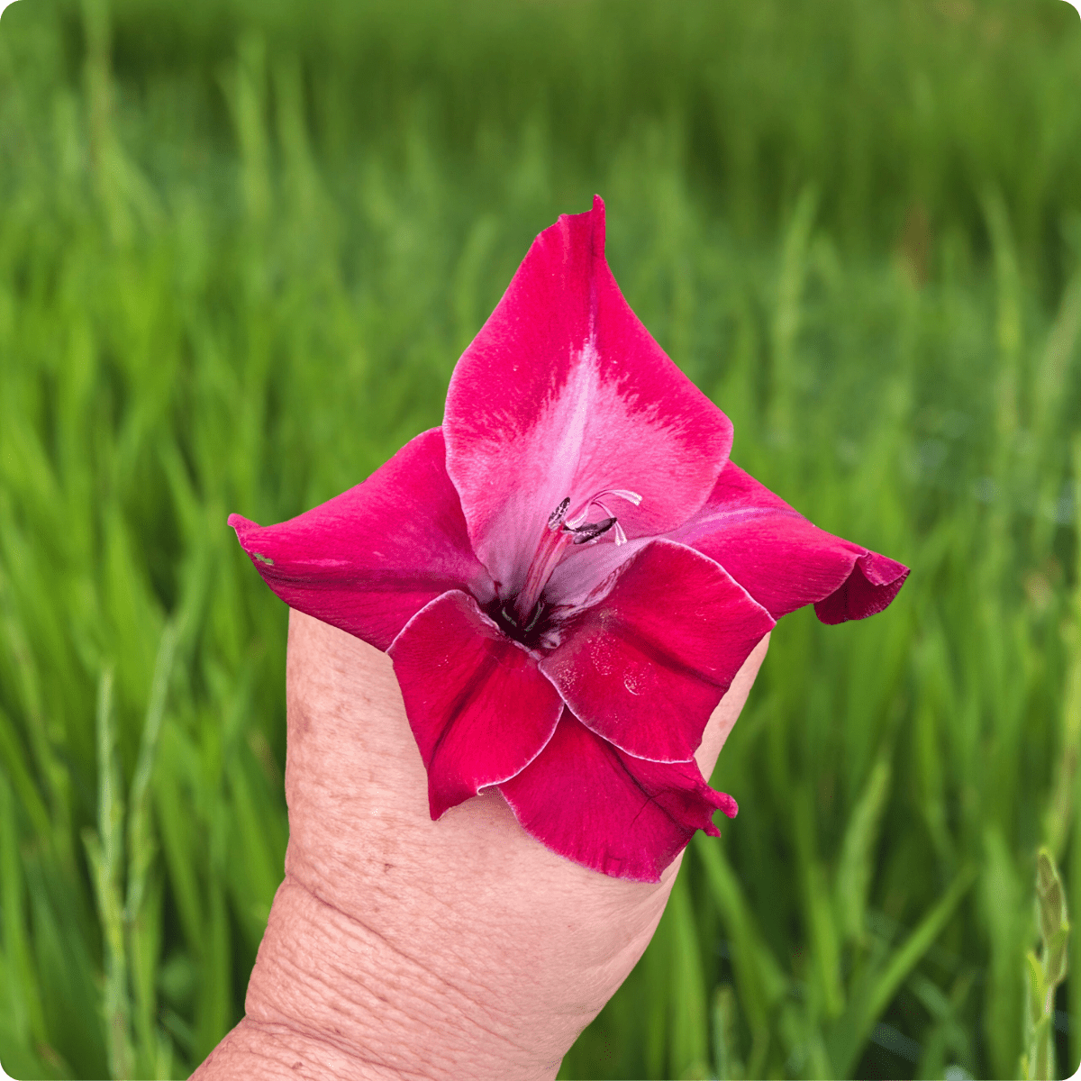 Eden Gladiolus Corms (Pack of 10) Sword Lily - Love Dahlias - south - africa - flower - bulbs