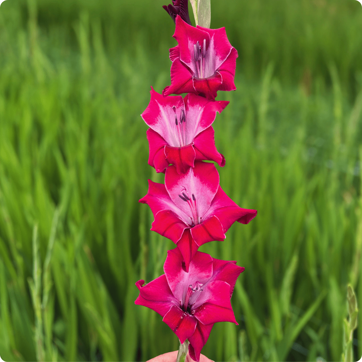 Eden Gladiolus Corms (Pack of 10) Sword Lily - Love Dahlias - south - africa - flower - bulbs