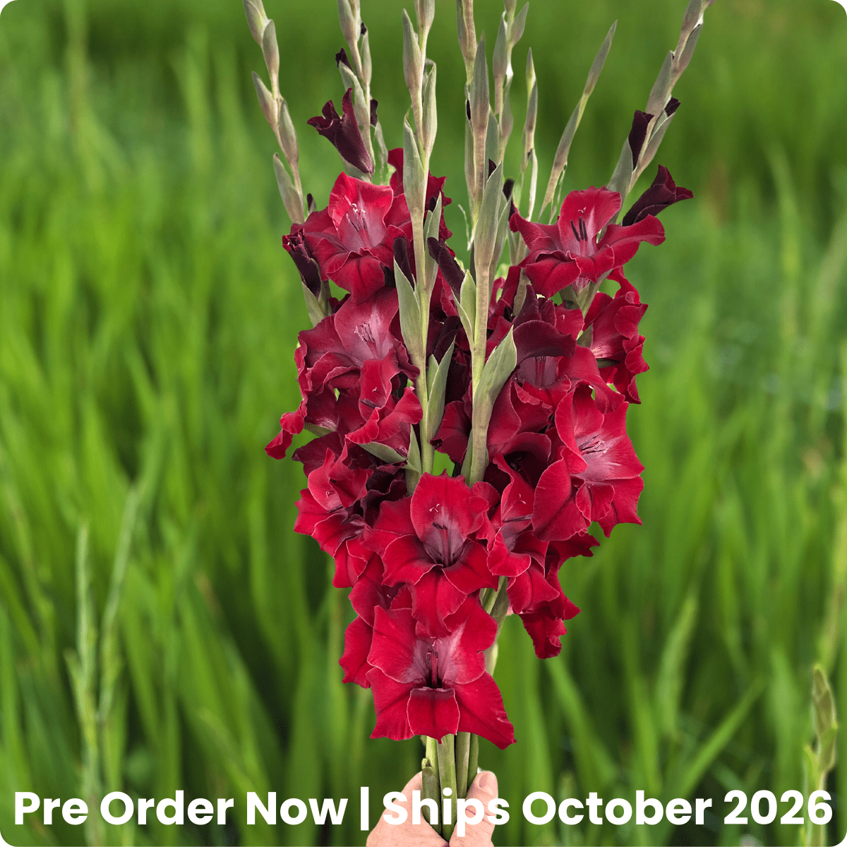 Eden Gladiolus Corms (Pack of 10) Sword Lily - Love Dahlias - south - africa - flower - bulbs