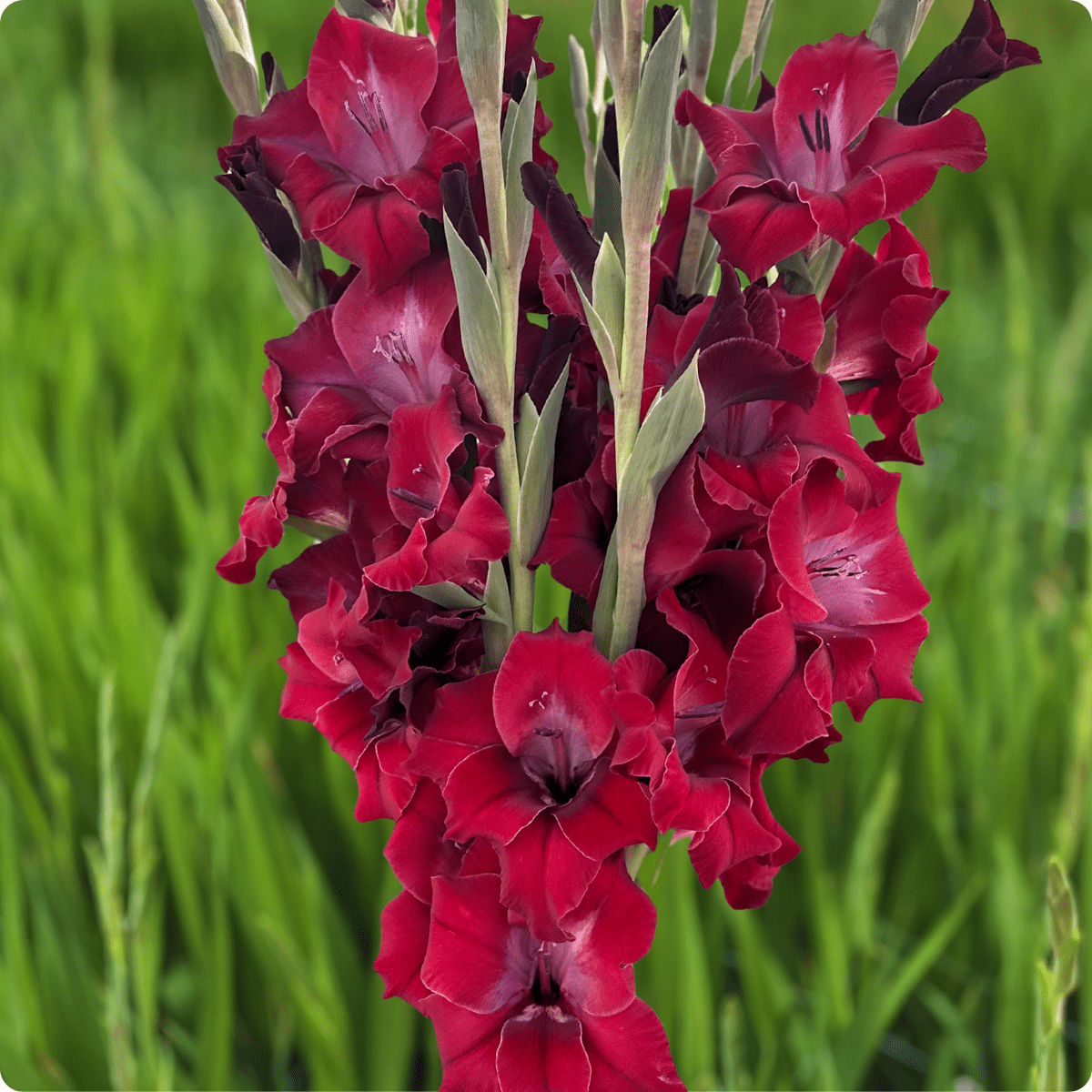 Eden Gladiolus Corms (Pack of 10) Sword Lily - Love Dahlias - south - africa - flower - bulbs