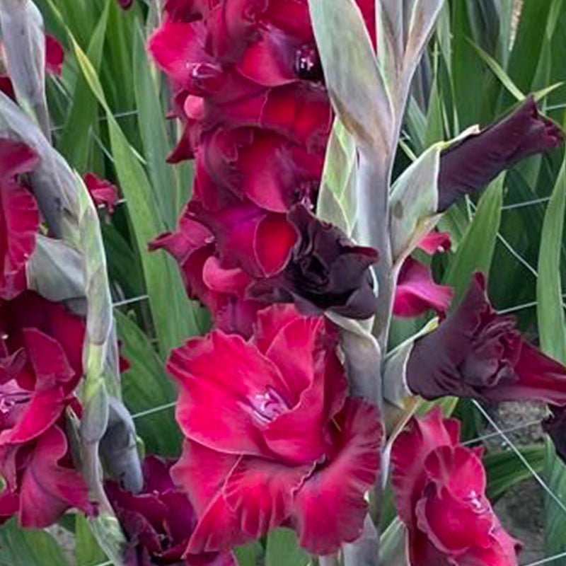 Eden Gladiolus (Pack of 12) Sword Lily - Love Dahlias - south - africa - flower - bulbs