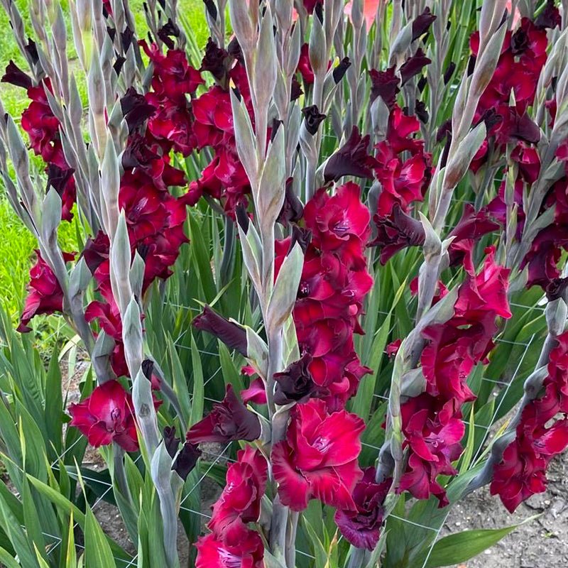 Eden Gladiolus (Pack of 12) Sword Lily - Love Dahlias - south - africa - flower - bulbs