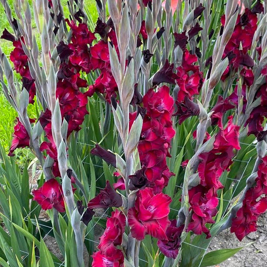 Eden Gladiolus (Pack of 12) Sword Lily - Love Dahlias - south - africa - flower - bulbs