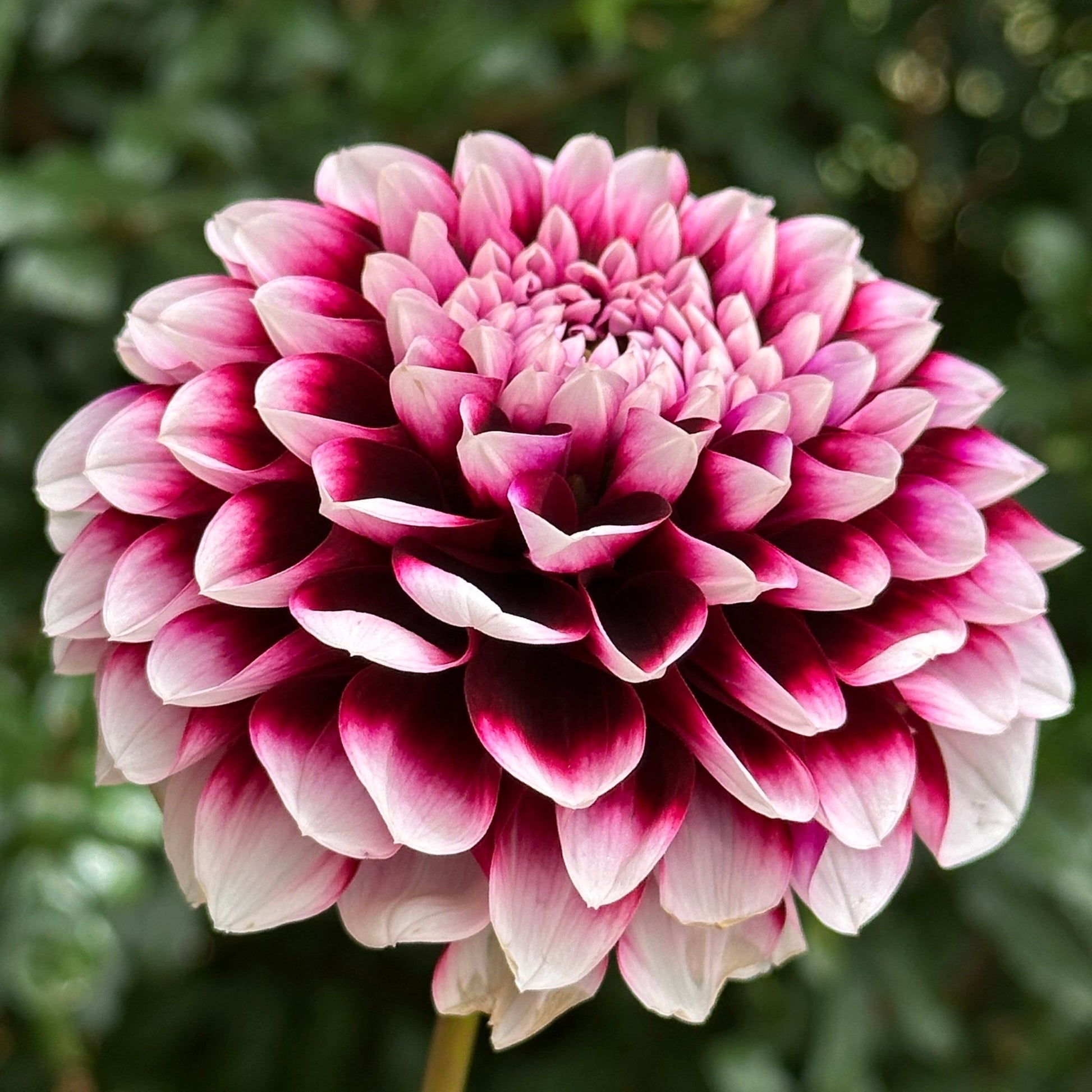 Edinburgh Dahlia Tuber - Love Dahlias - south - africa - flower - bulbs