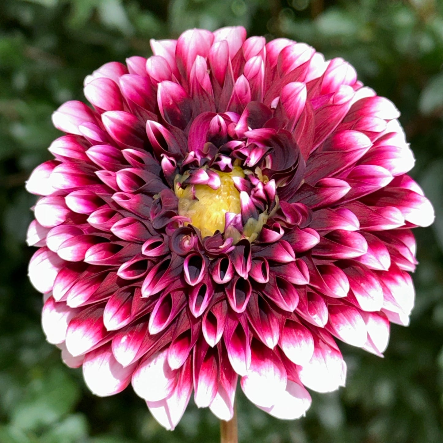 Edinburgh Dahlia Tuber - Love Dahlias - south - africa - flower - bulbs