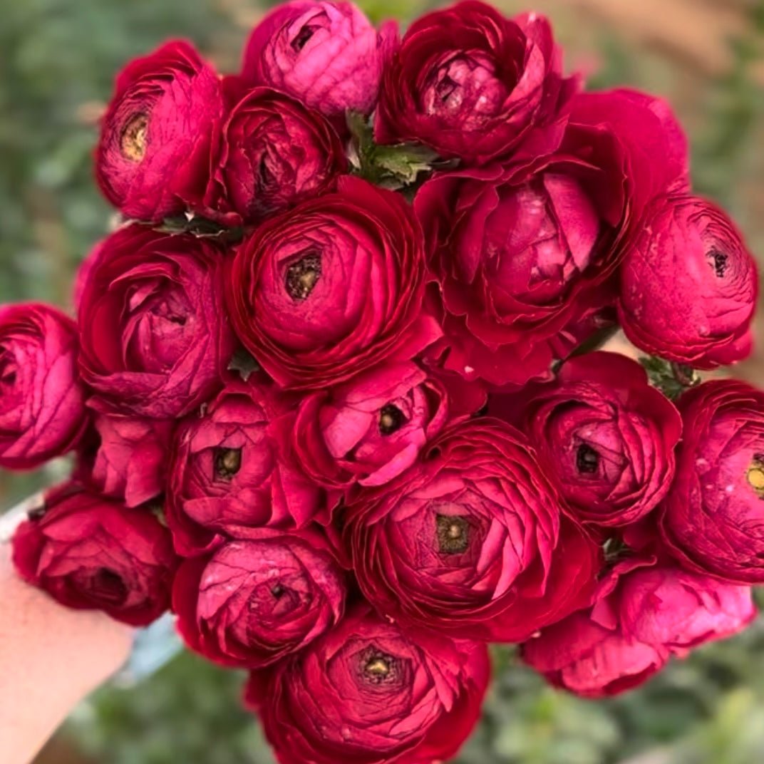 Elegantly Cerise Double Ranunculus Corms (Pack of 10) - Love Dahlias - south - africa - flower - bulbs