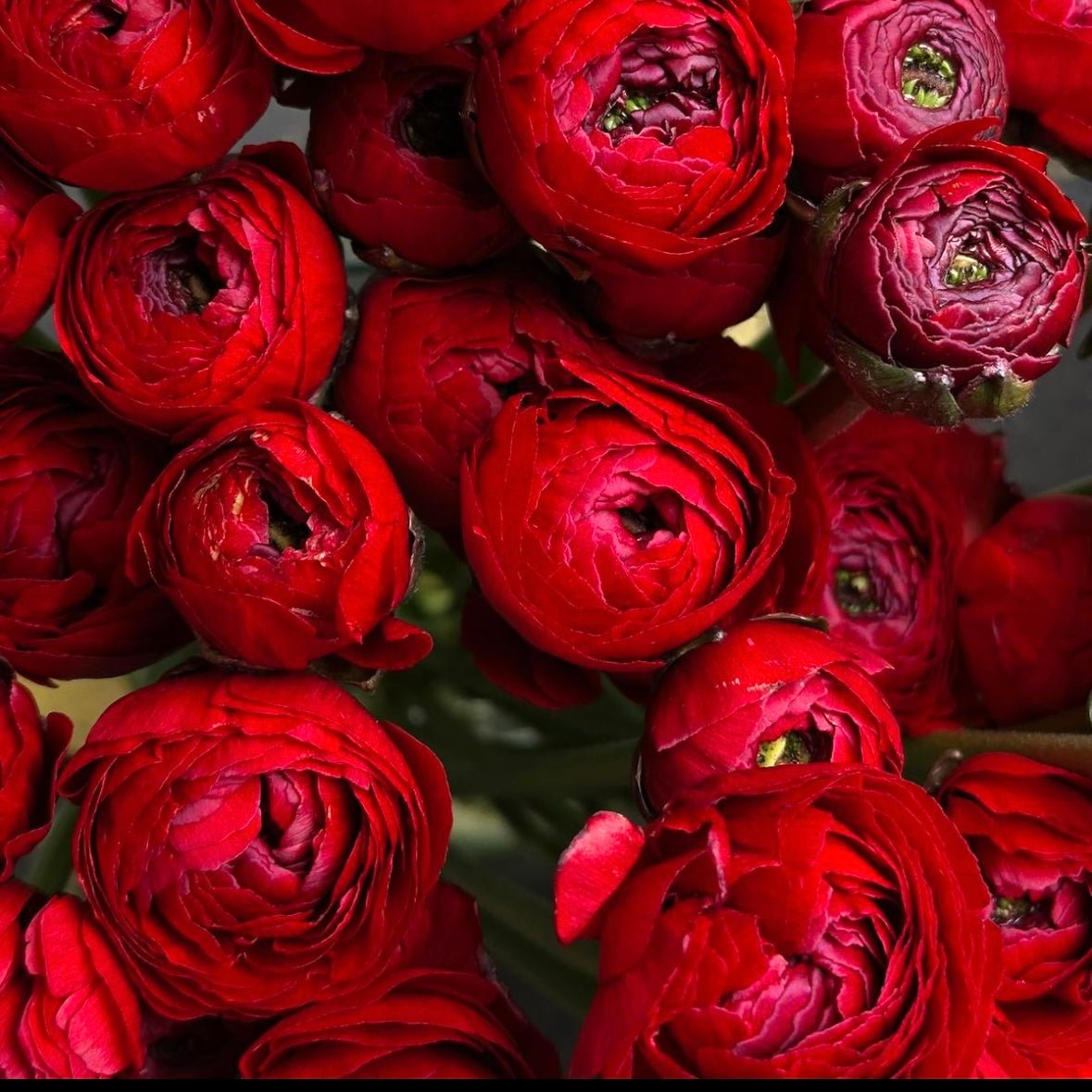 Elegantly Red Double Ranunculus Corms (Pack of 10) - Love Dahlias - south - africa - flower - bulbs