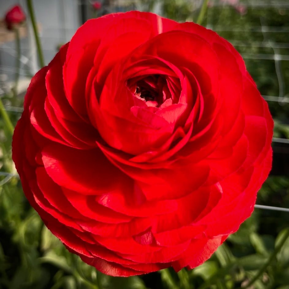 Love Dahlias | South Africa’s Expert Dahlia & Flower Bulb Store Online