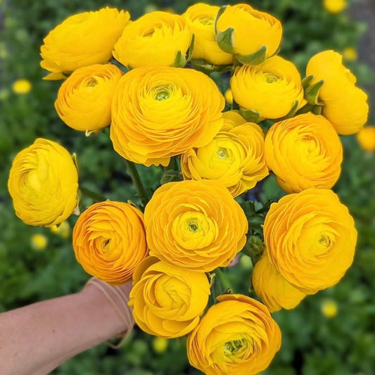 Elegantly Yellow Double Ranunculus Corms (Pack of 10) - Love Dahlias - south - africa - flower - bulbs