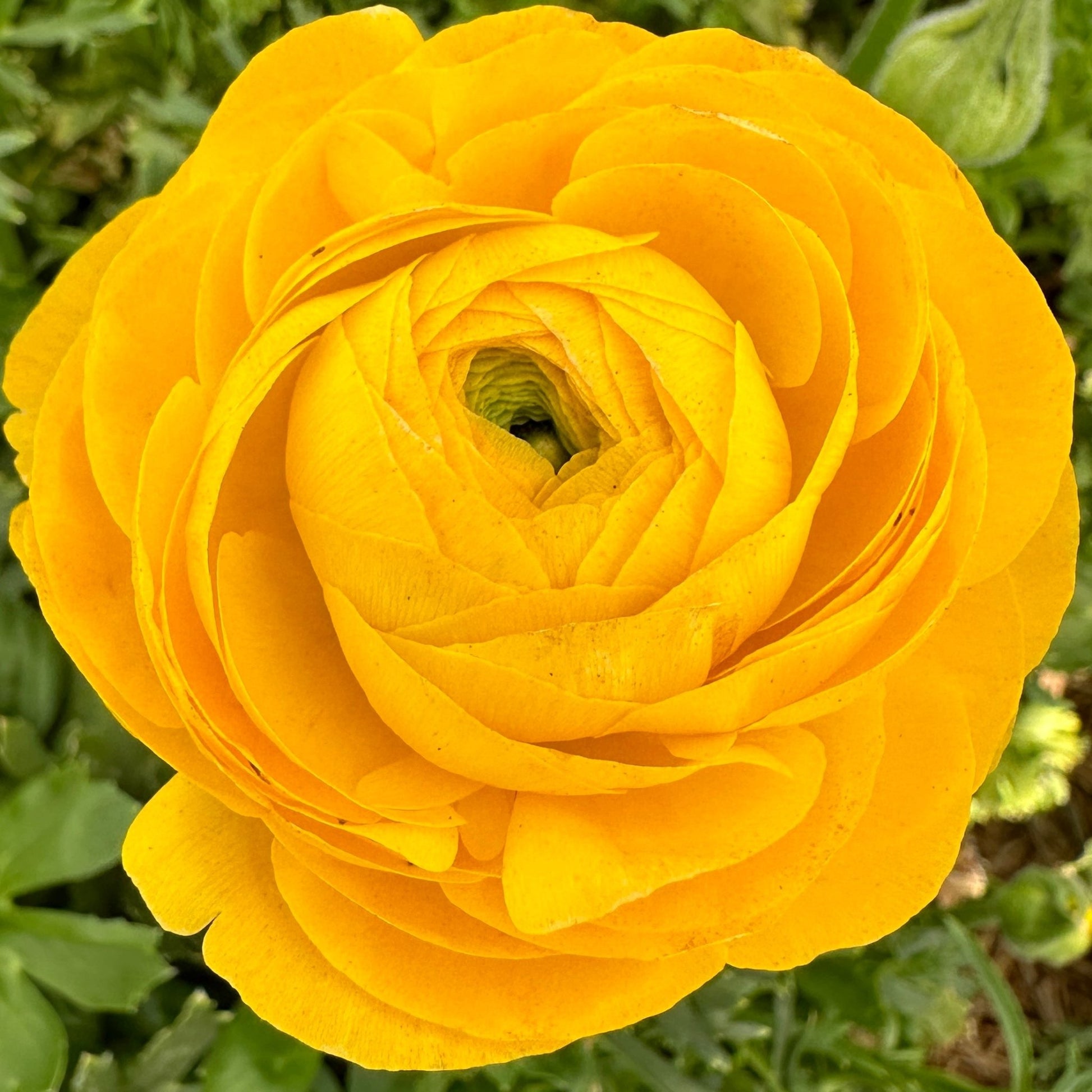 Elegantly Yellow Double Ranunculus Corms (Pack of 10) - Love Dahlias - south - africa - flower - bulbs