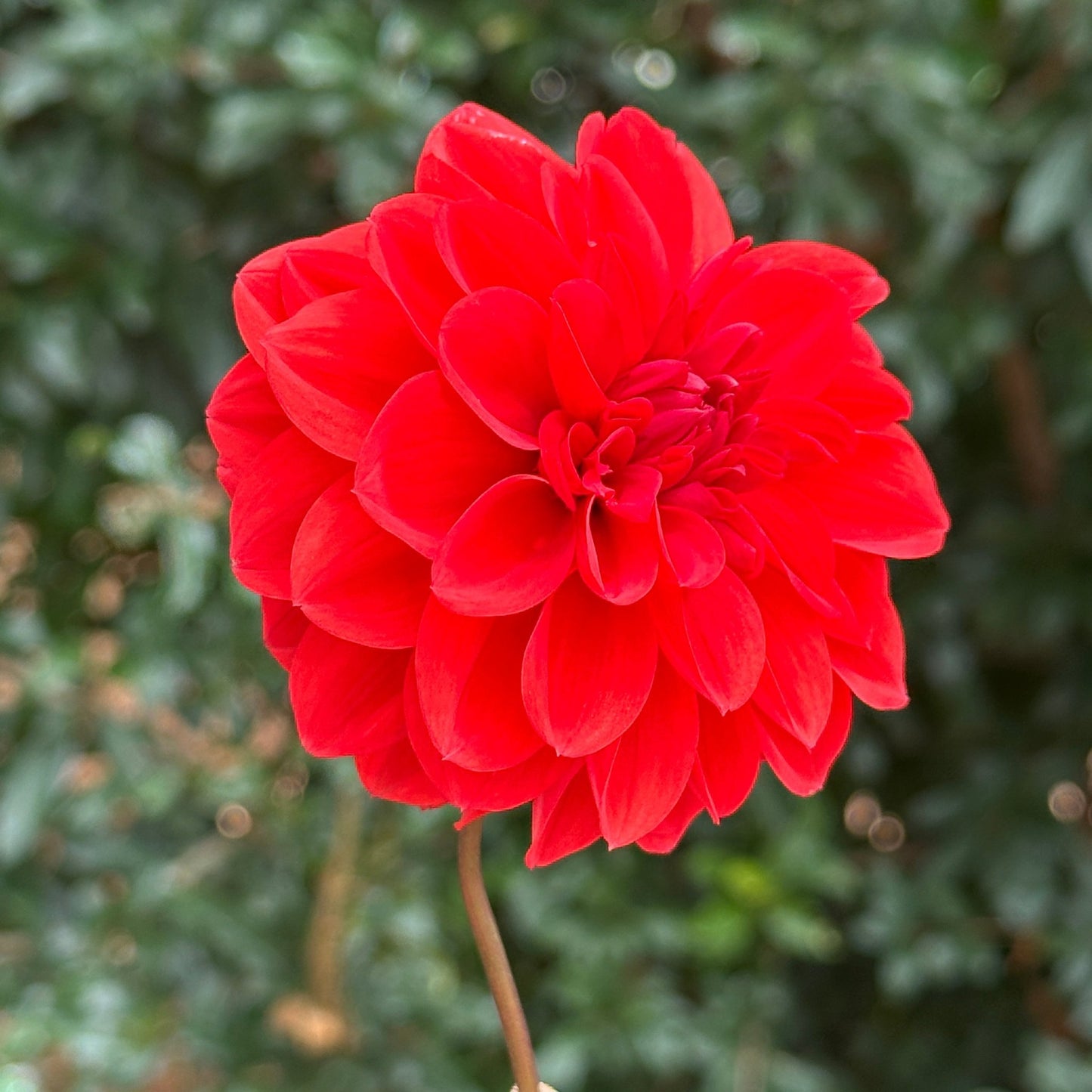 Ellen Houston Dahlia Tuber - Love Dahlias - south - africa - flower - bulbs